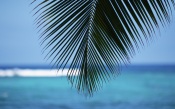 Palm Leaf and Blue Ocean. Hawaii