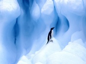 Adelie Penguin, Antarctic Peninsula