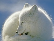 Arctic Fox, Canada