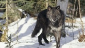 Black Gray Wolf, Montana