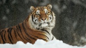 Siberian Tiger, Harbin, China