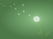 Dandelion a Green Background