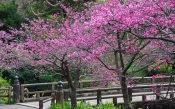 The Blooming Sakura. Japan