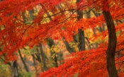 Autumn Forest, Japan
