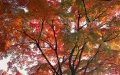 Beauty of Autumn, Japan