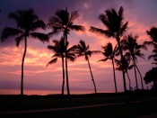 Palm Trees at Purple Sunset