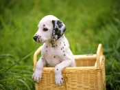 Dalmatian in the Basket