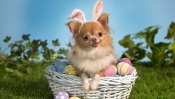 Funny Doggy Wishes You a Happy Easter