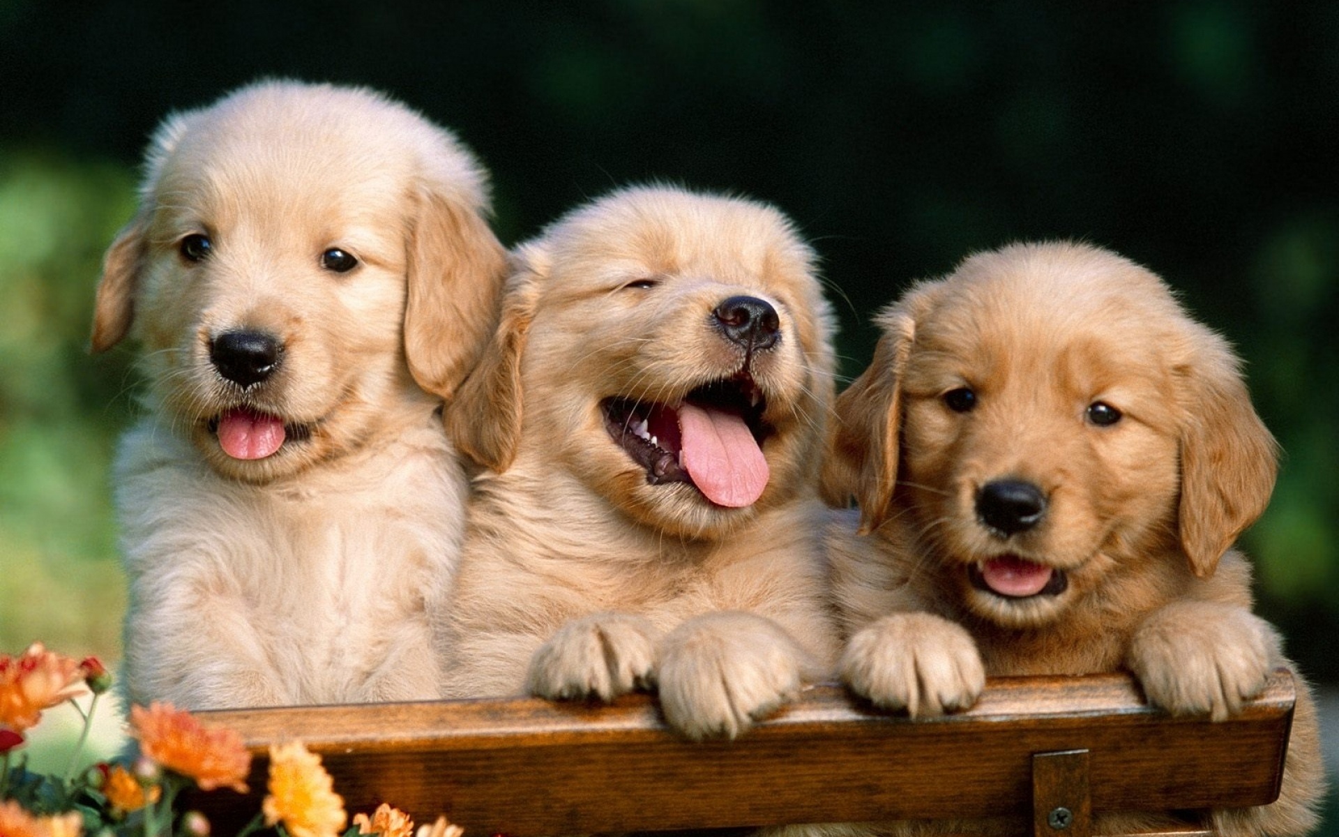 Funny Puppies #17697 / Good-Wallpapers.com