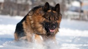 German Shepherd Runs Snow