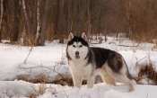Husky in the Forest