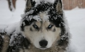 Husky in the Snow