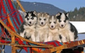 Four Husky Puppies