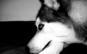 Siberian Husky, Black and White Photo