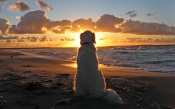 The Dog at the Sea at Sunset