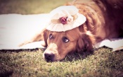 The Dog in the Hat