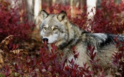 Wolf in Red Bushes