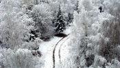 The Snowy Road Through the Winter Forest