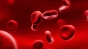 Erythrocytes: Red Blood Cells