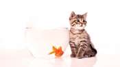 The Kitten and the Golden Fish