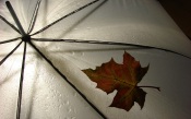 Maple Leaf on Umbrella