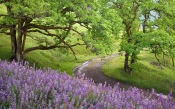 The Field of Lilac Flowers