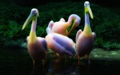 Colored Pelicans