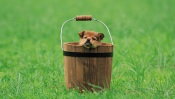 Puppy in a Bucket