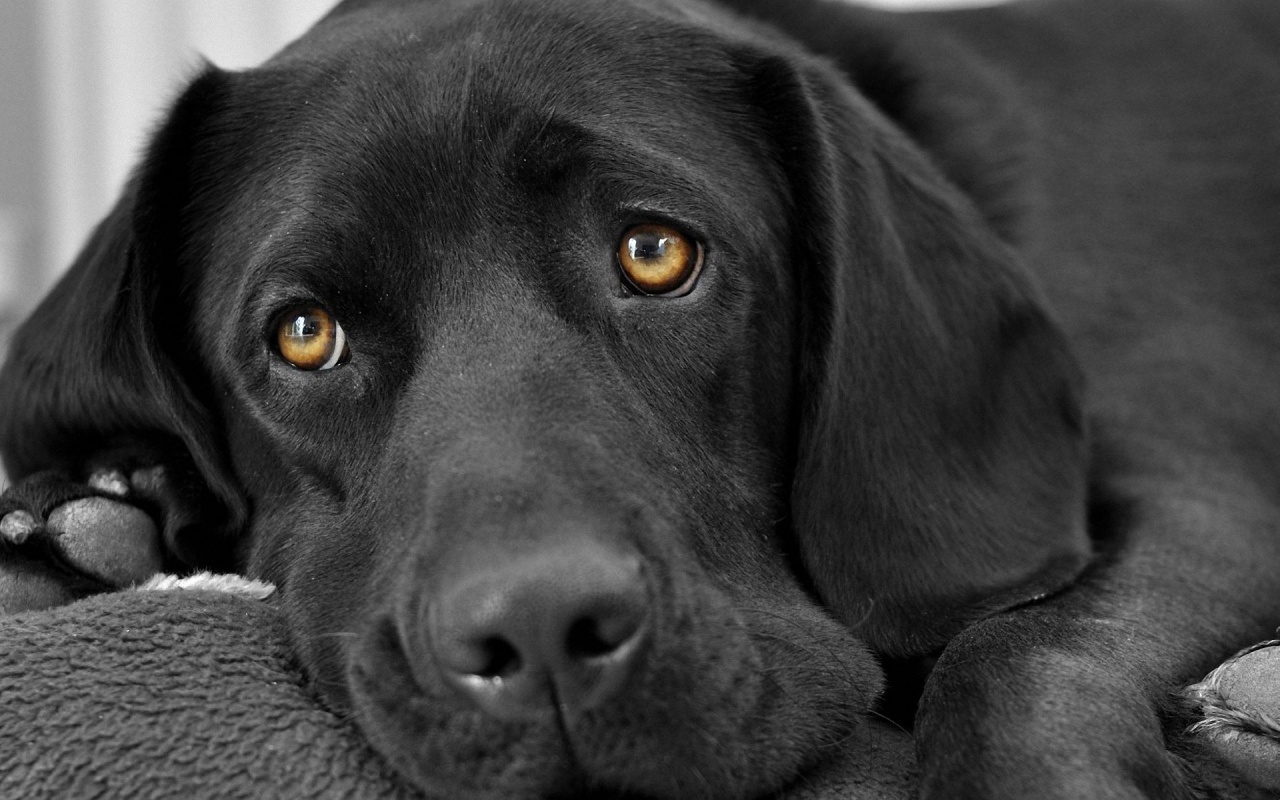 Sad Black Labrador