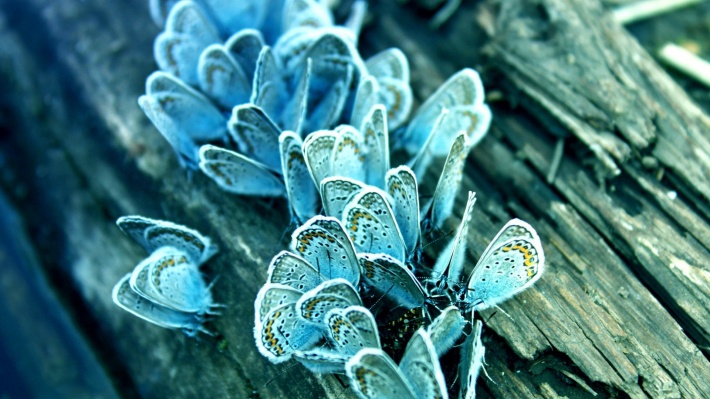 Butterflies on a Tree