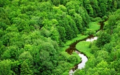 Small River in Dense Green Forest
