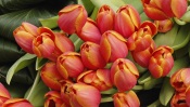 Red and Yellow Tulip Flowers