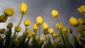 Yellow Tulips, Upward