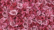 Many Pink Roses