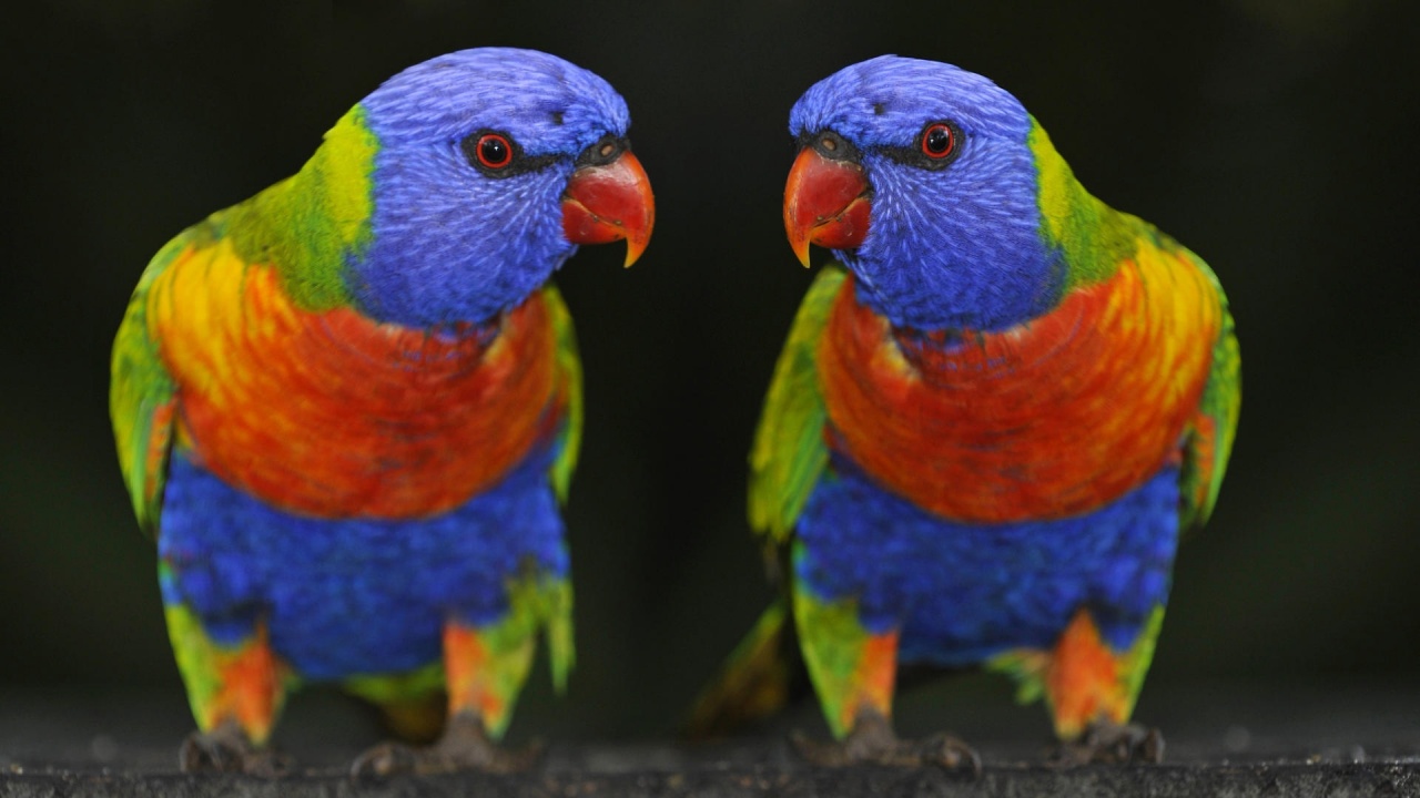 Colored Parrots