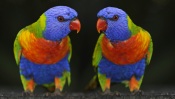 Colored Parrots