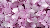 Light-Violet Flowers