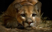 Cute Puma