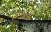 Red Kitten on the Tree