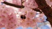 Bumblebee on Flowering Tree