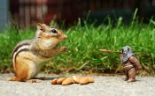 Chipmunk, Nuts, Warrior