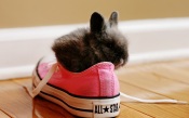 Rabbit in the Sneaker