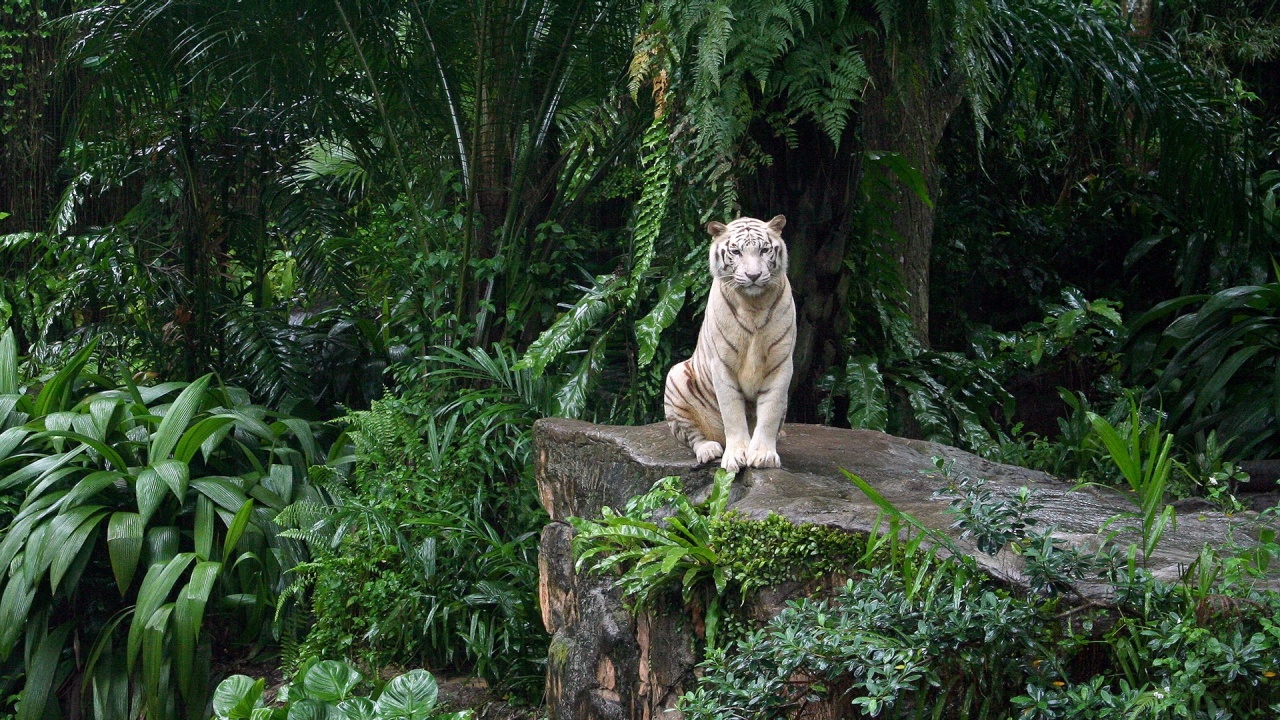 White Tiger. Jungle
