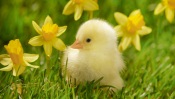 Chicken in Daffodils