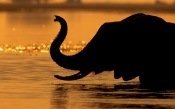 Elephant in the Water