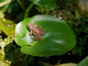 Frog on the Leaf