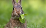Rabbit Eats