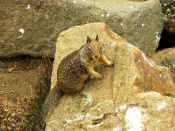 Squirrel on the Stone