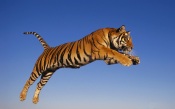 Jump Tiger