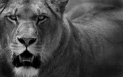 Lioness, Black and White
